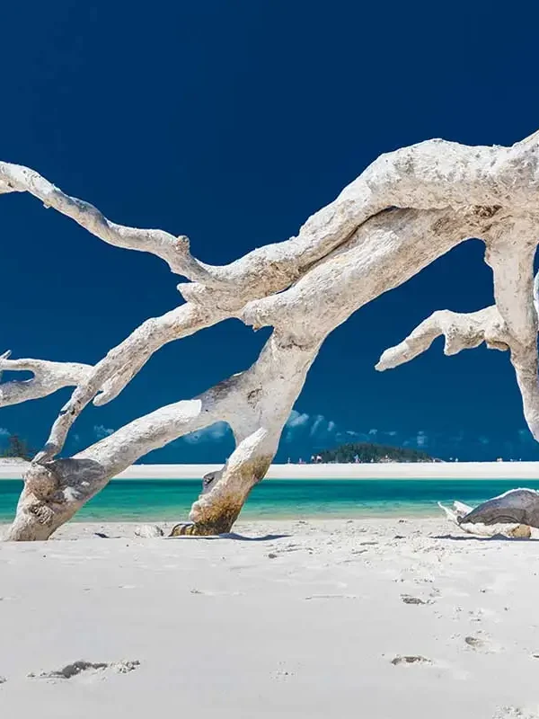 whitsundays-private-transfers Whitehaven Beach - Airlie Airport Bus